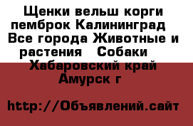 Щенки вельш корги пемброк Калининград - Все города Животные и растения » Собаки   . Хабаровский край,Амурск г.